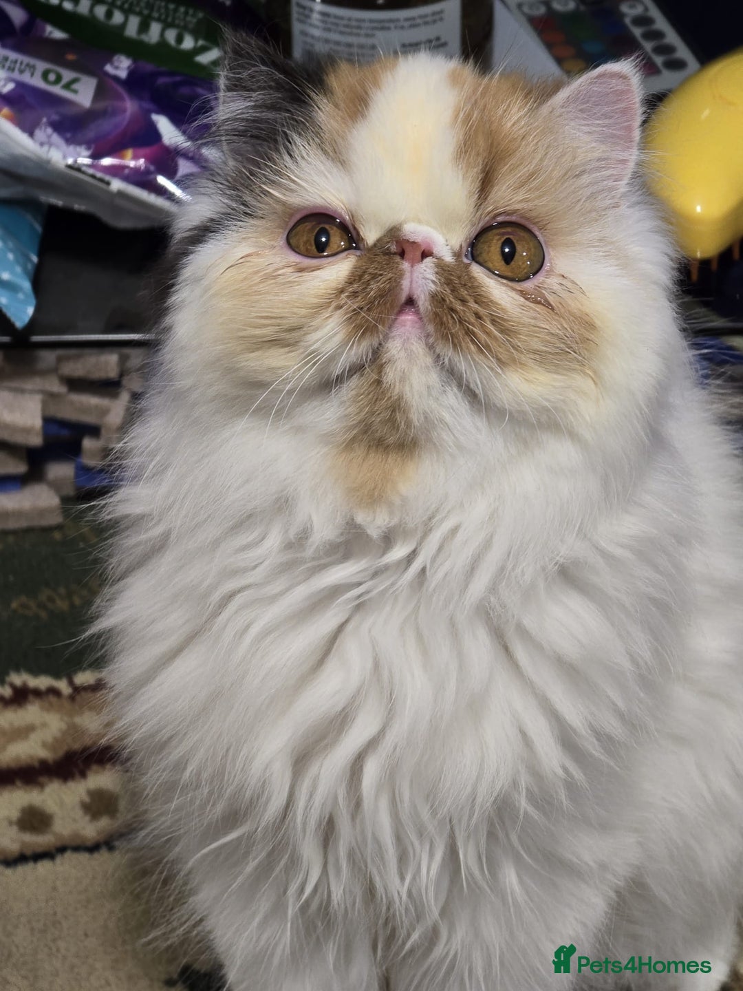 Persian cats for sale: Beautiful Persian Queen for Loving forever home - Image 8