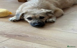 Mixed Breed dogs for adoption: Meet Bambi, currently residing in Bristol - Image 6