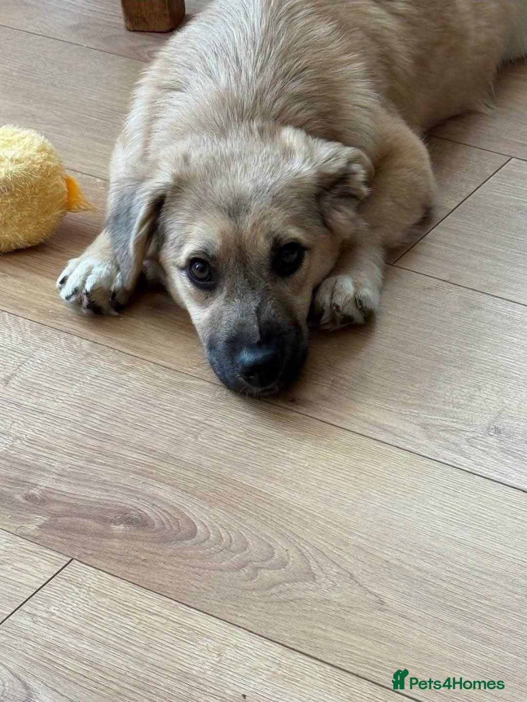 Mixed Breed dogs for adoption: Meet Bambi, currently residing in Bristol - Image 6