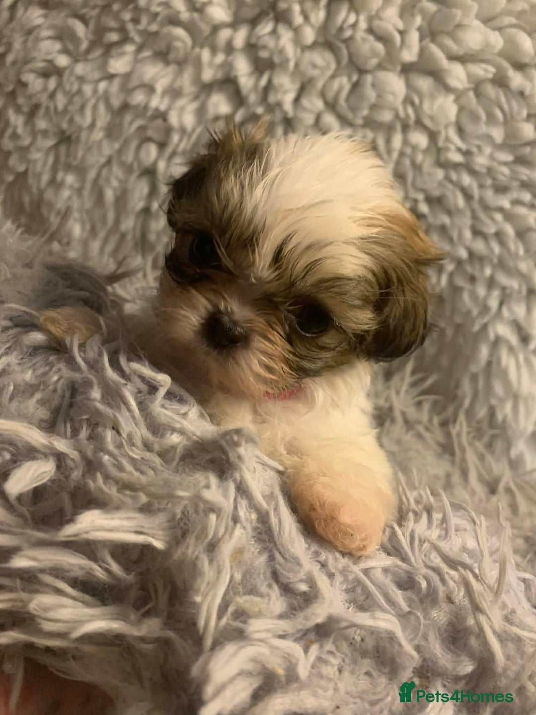 Shih Tzu dogs for sale: Shih Tzu puppies - pure!! - Advert 6