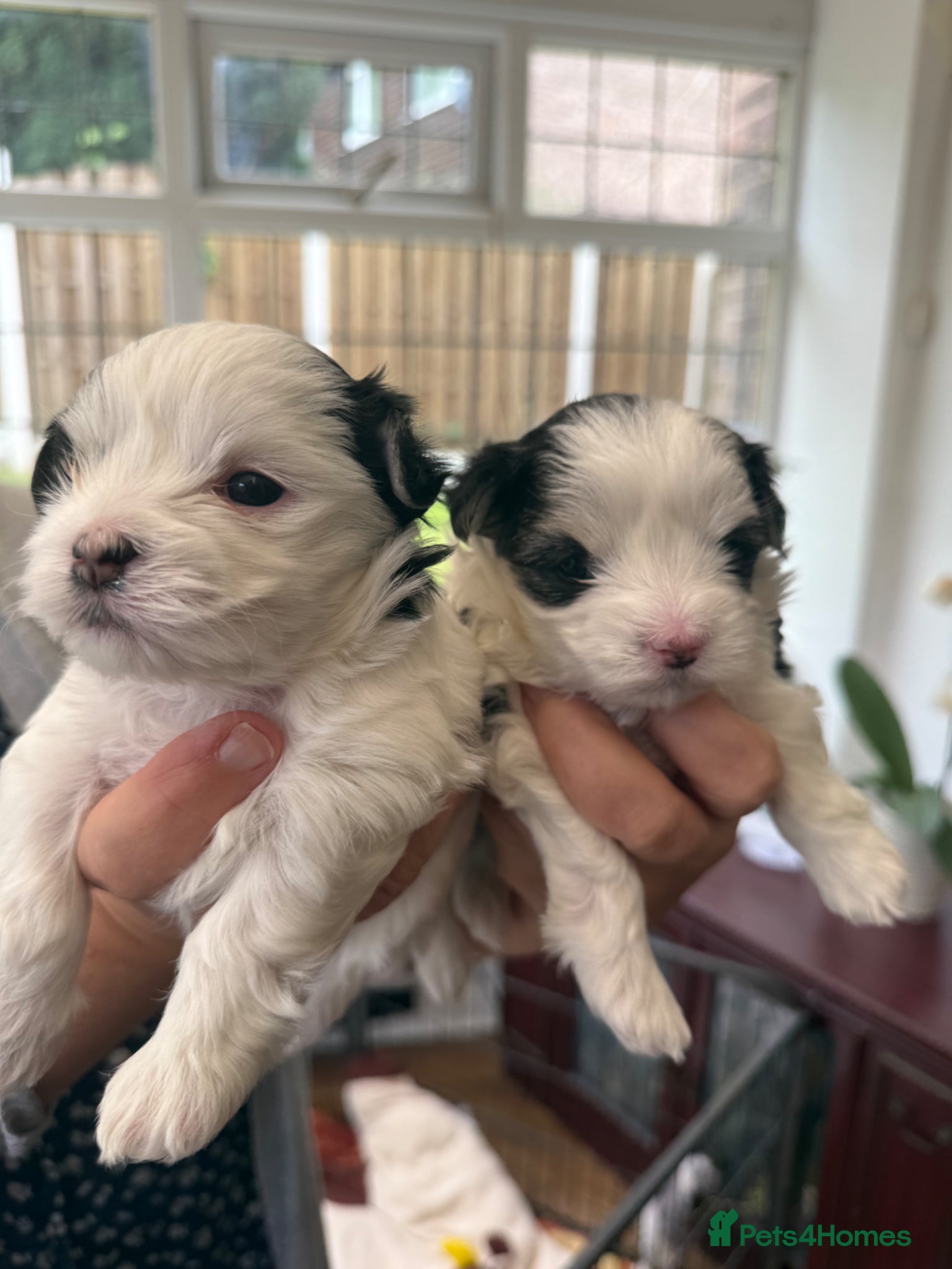 Morkie dogs Mini Morkies - Advert 2