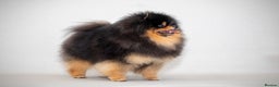 Pomeranian dogs for stud: Pomeranian Gentleman Available for Stud 🐾 - Advert 4