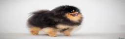Pomeranian dogs for stud: Pomeranian Gentleman Available for Stud 🐾 - Advert 4