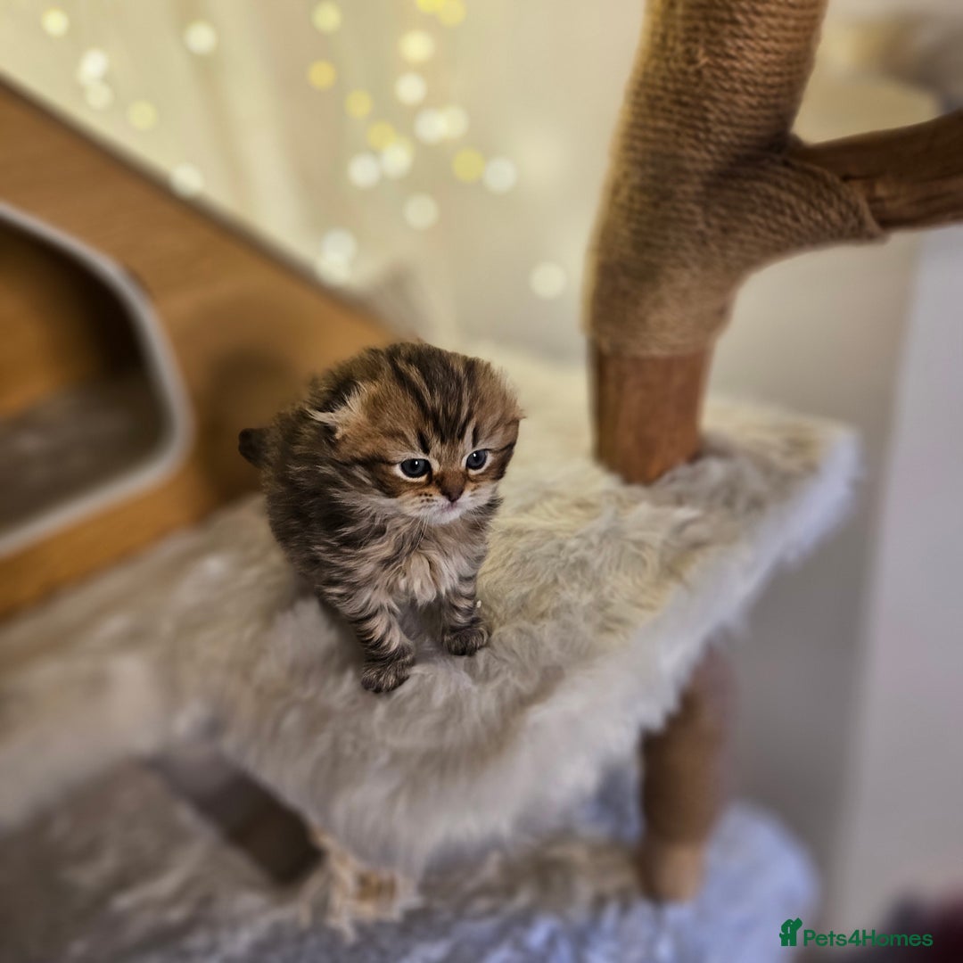 Scottish Fold cats for sale: TICA Scottish fold show quilty kittenss london  - Advert 2