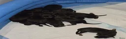 Rottweiler dogs for sale: Chunky Rottweiler puppies 🐶  - Advert 9