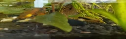 Platies fish for sale: Platy fry  - Advert 2
