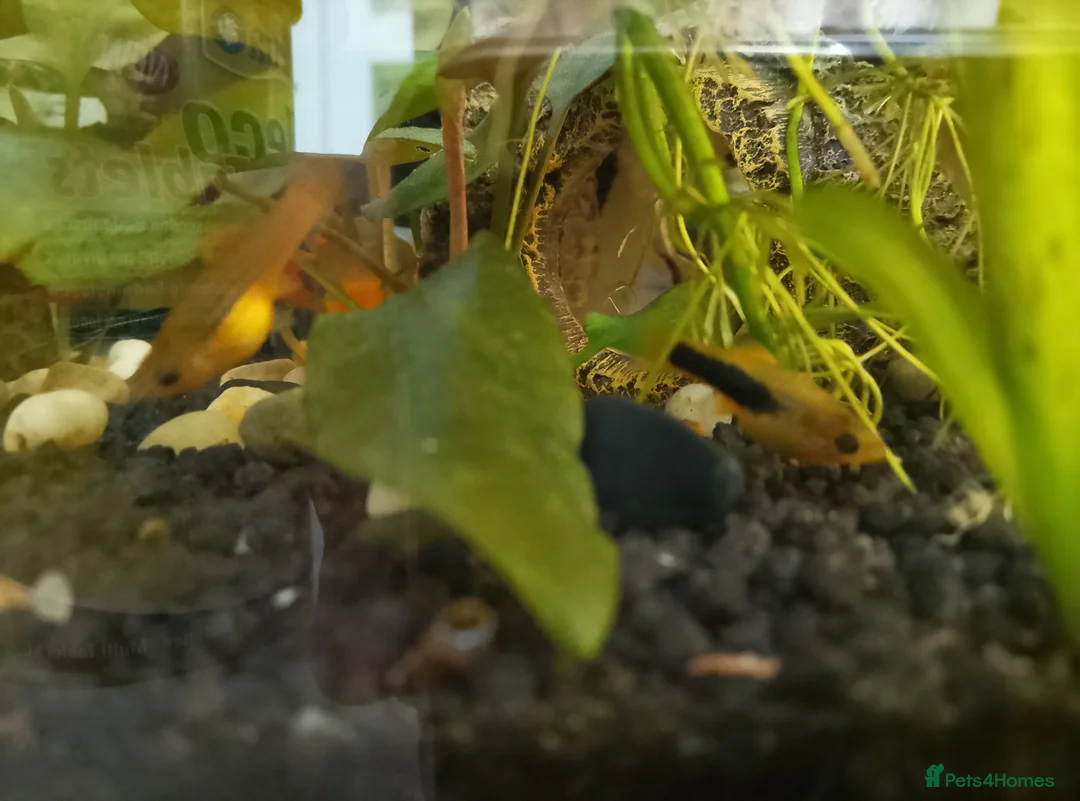 Platies fish for sale: Platy fry  - Advert 2