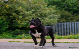 Cane Corso dogs for sale: Yuki & Aries Cane Corso Puppies  - Image 36