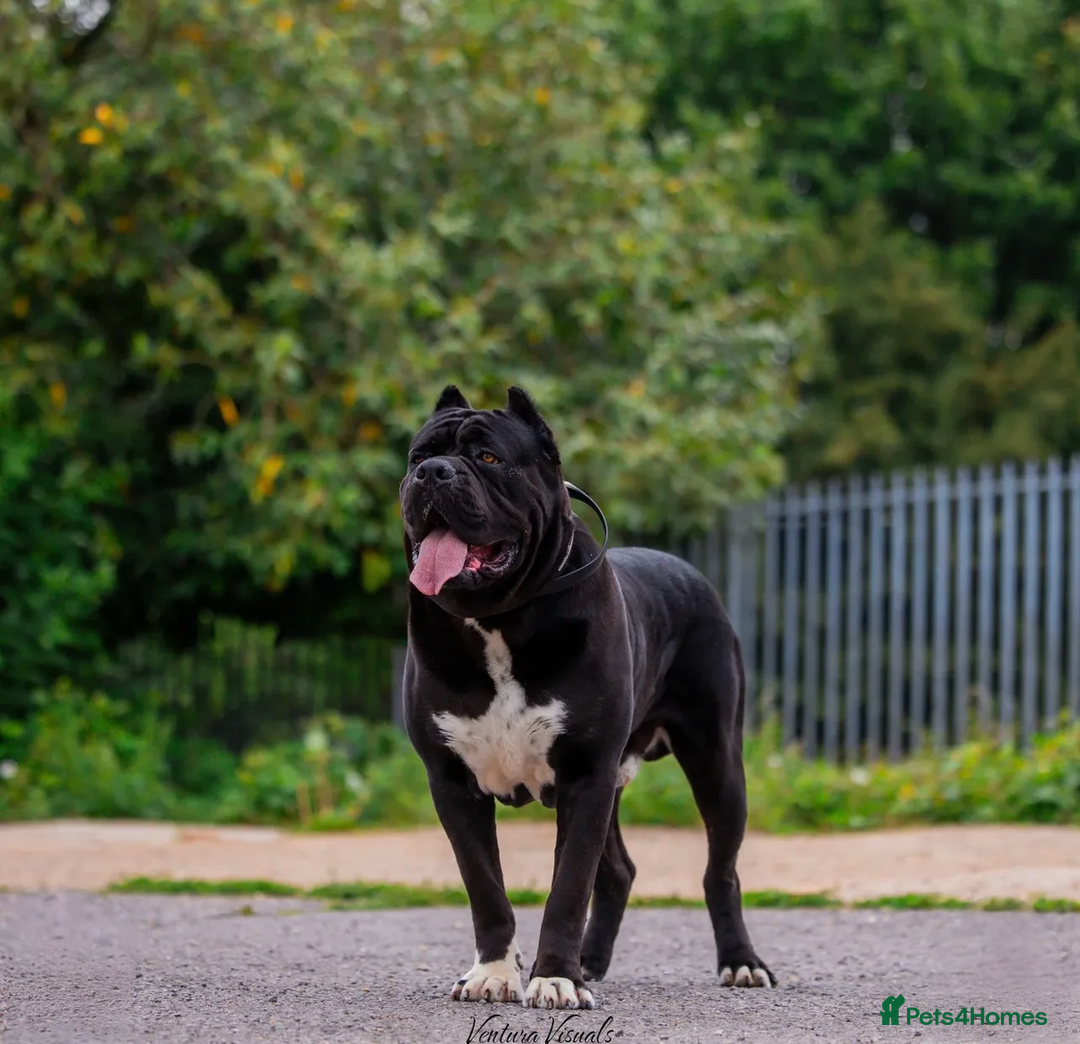 Cane Corso dogs for sale: Yuki & Aries Cane Corso Puppies  - Image 36