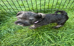 Miniature Schnauzer dogs for sale: KC Reg Miniature Schnauzer BVA Puppies - Image 6