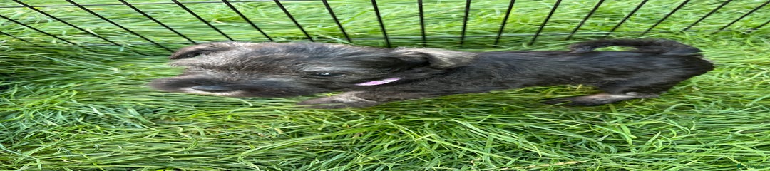 Miniature Schnauzer Puppy 2