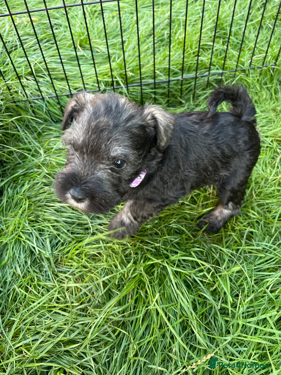 Miniature Schnauzer dogs for sale: KC Reg Miniature Schnauzer BVA Puppies - Image 6