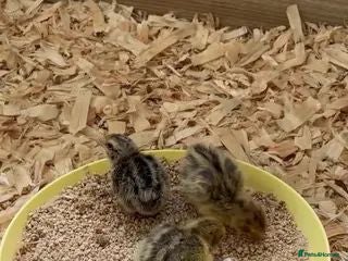 Quail poultry Quail for sale  - Advert 4