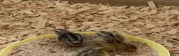 Quail poultry for sale: Quail for sale  - Advert 1
