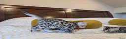 Bengal cats for sale: 🖤🩶🤍 Stunning Bengal Kittens 🤍🩶🖤 - Advert 27