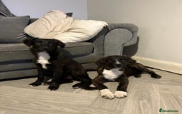 Mixed Breed dogs for sale: Staff cross puppies  - Image 7