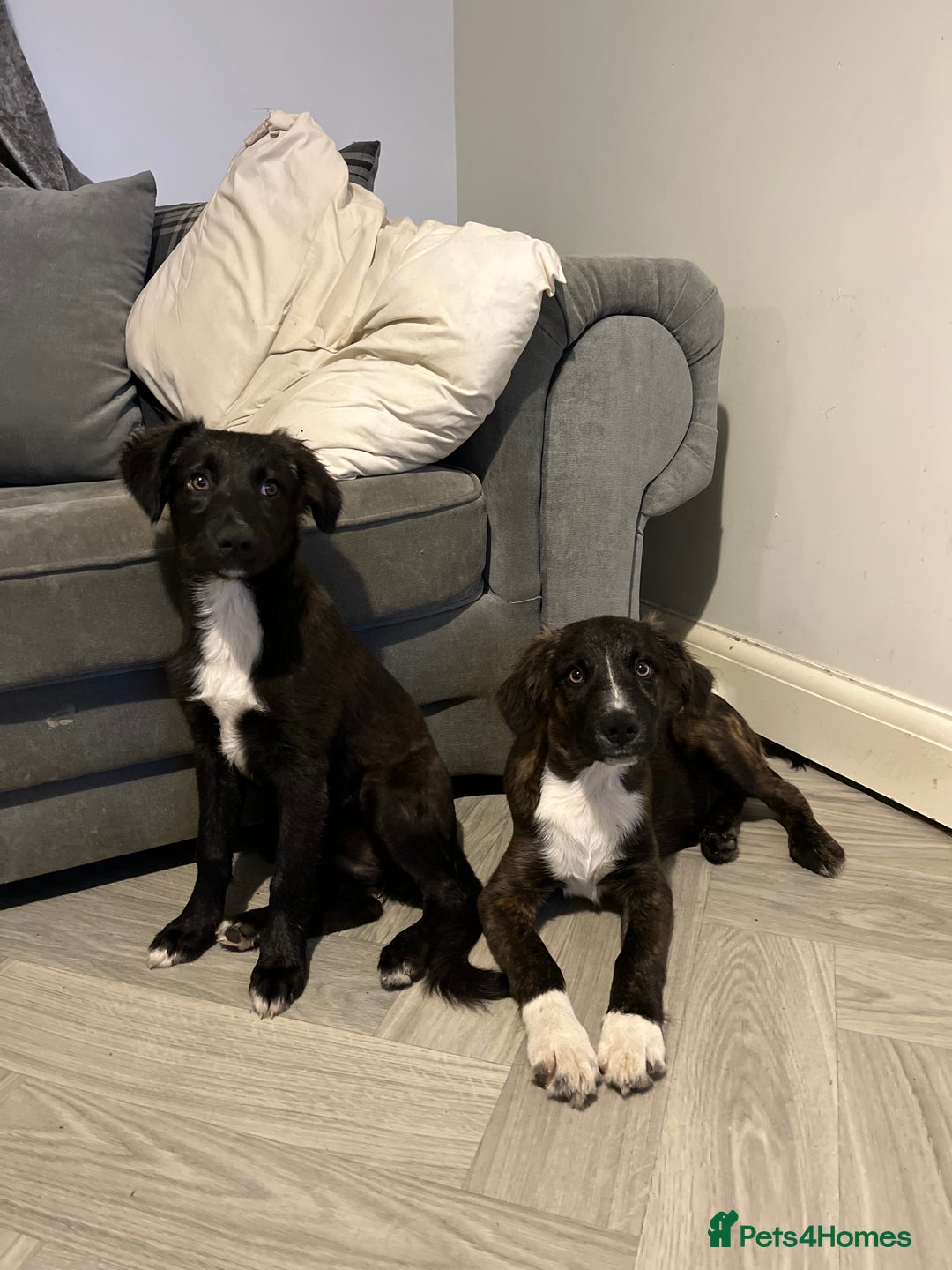 Mixed Breed dogs for sale: Staff cross puppies  - Image 7