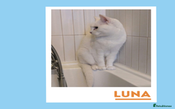 Mixed Breed cats for adoption: Luna is a VIP - Image 5