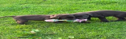 Labrador Retriever dogs for sale: Chocolate Labradors  - Advert 6