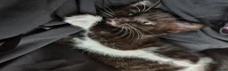 Mixed Breed cats for sale: Two Black And White Female Kittens  - Advert 10