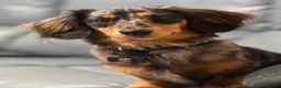 Miniature Dachshund dogs for sale: Long Haired Miniature Daschund 1yo  in Blackpool - Advert 6