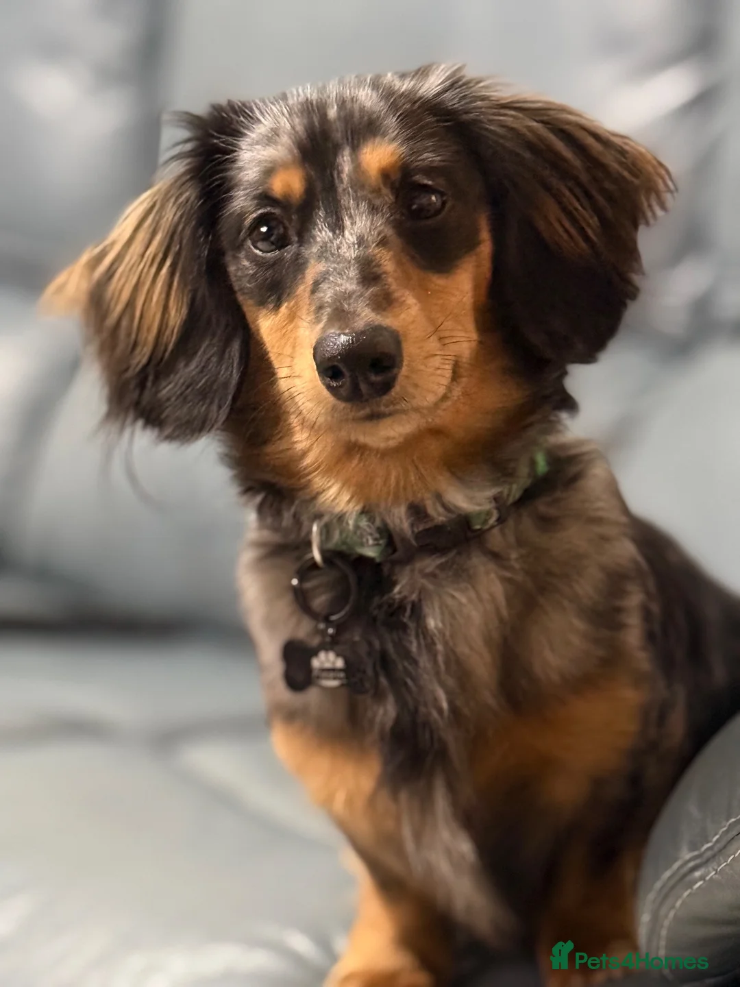 Miniature Dachshund dogs for sale: Long Haired Miniature Daschund 1yo  in Blackpool - Advert 6