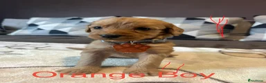 Ogange Boy