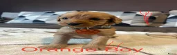 Labradoodle dogs for sale: Labradoodle Fox Red❤️❤️❤️ - Advert 39