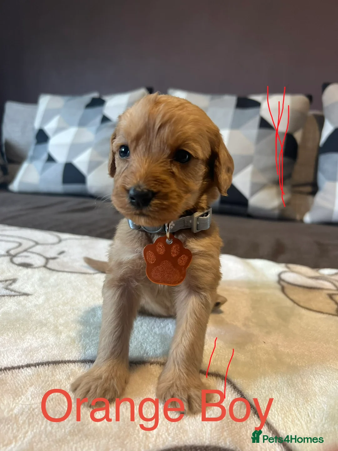 Labradoodle dogs for sale: Labradoodle Fox Red❤️❤️❤️ - Advert 39