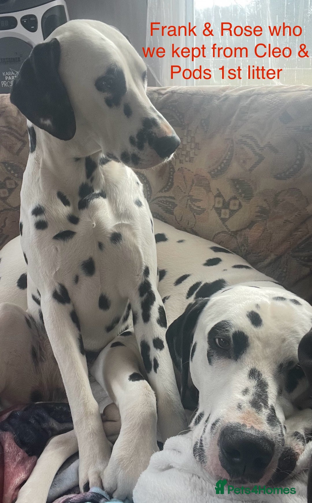 Dalmatian dogs for sale: Stunning Dalmatian puppies KC reg show winners - Image 25