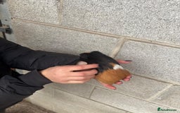 Guinea Pig rodents for sale: Lovely boy looking for his new home! - Image 4