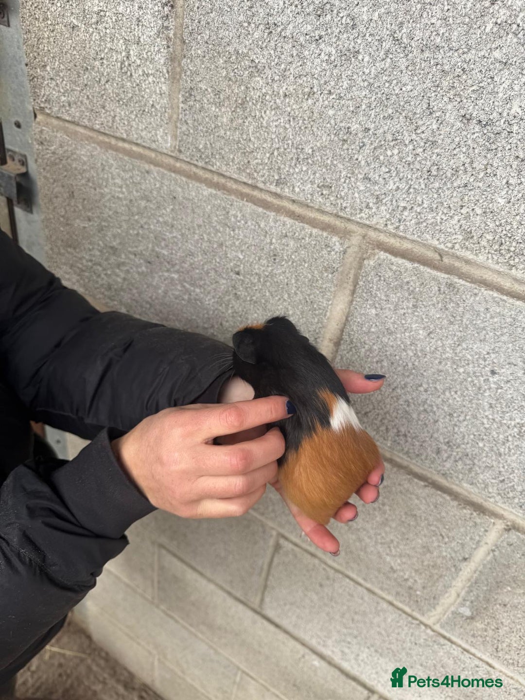 Guinea Pig rodents for sale: Lovely boy looking for his new home! - Image 4