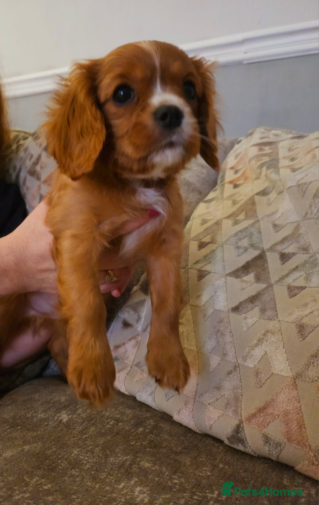 Cavalier King Charles Spaniel dogs for sale: Cavalier king charles puppys READY NOW pedigree KC - Advert 7