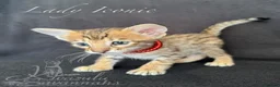 Savannah cats for sale: Exceptional Quality Tica Regist. Savannah kittns - Advert 31