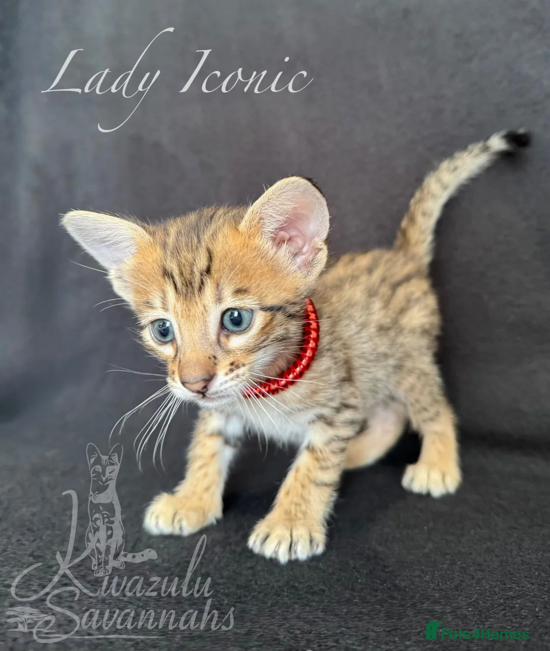 Savannah cats for sale: Exceptional Quality Tica Regist. Savannah kittns - Advert 31