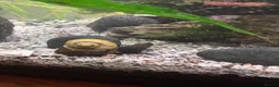 Snails invertebrates for sale: Golden mystery snail  in Hemel Hempstead - Advert 3
