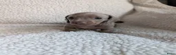 Miniature Dachshund dogs for sale: 🐾 KC Registered Top Quality Miniature Dachunds 🐾 - Advert 6