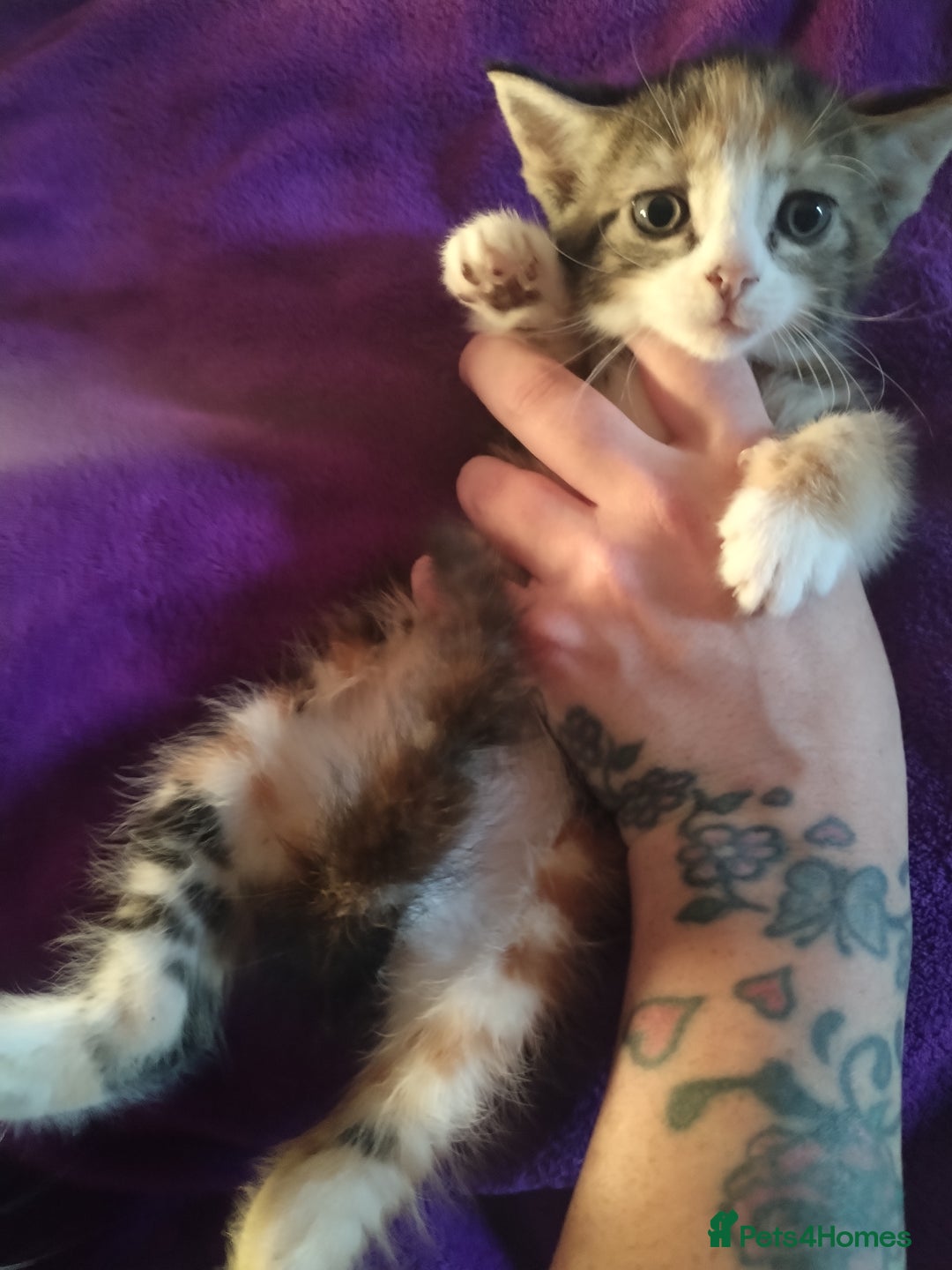 Mixed Breed cats for sale: 6 week old kittens looking for forever home - Image 5