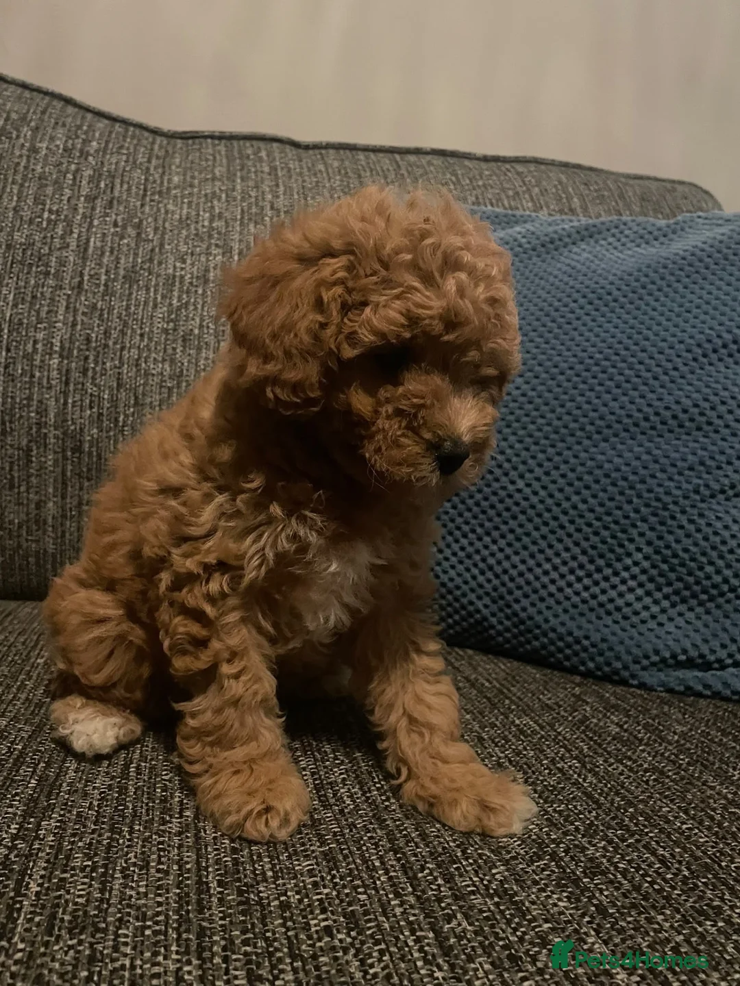 Cavapoo dogs for sale: GORGEOUS RED F1B CAVAPOO - LAST GIRL - Advert 1