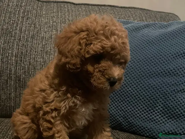 Cavapoo dogs for sale: GORGEOUS RED F1B CAVAPOO - LAST GIRL - Advert 17