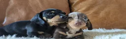 Miniature Dachshund dogs for sale: Gorgeous black & tan miniature dachshund girl - Advert 1