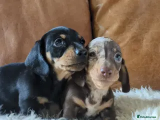 Miniature Dachshund dogs Gorgeous black & tan miniature dachshund girl - Advert 10