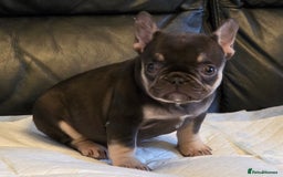 French Bulldog dogs for sale: TOP QUALITY KC REG FRENCHIES AVAILABLE  - Image 31
