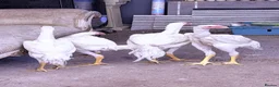 Chickens poultry for sale: WHITE O SHAMO CHICKENS - Advert 8