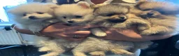Pomeranian dogs for sale: Stunning boy  Pomeranian puppy - Advert 11
