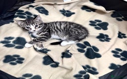 Domestic Shorthair cats for sale: 4 kittens available  - Image 1