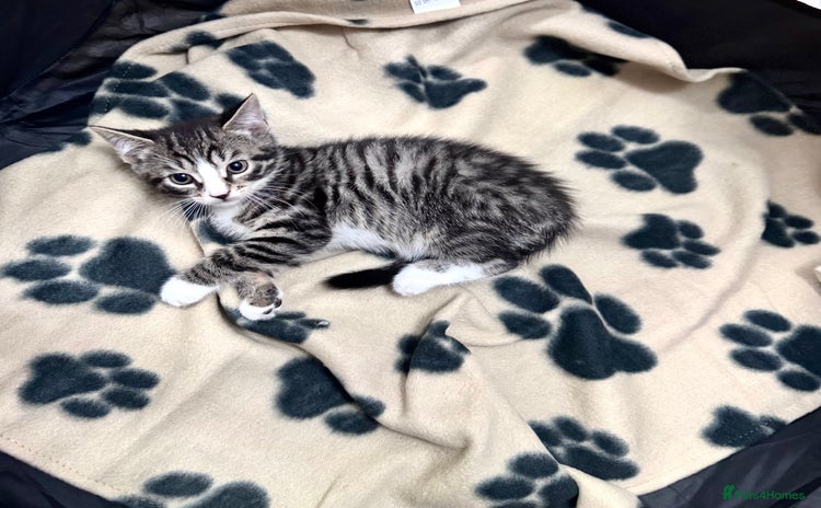 Domestic Shorthair cats - Advert 6