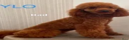 Cockapoo dogs for sale: Cockapoo puppies  in Liverpool - Advert 2
