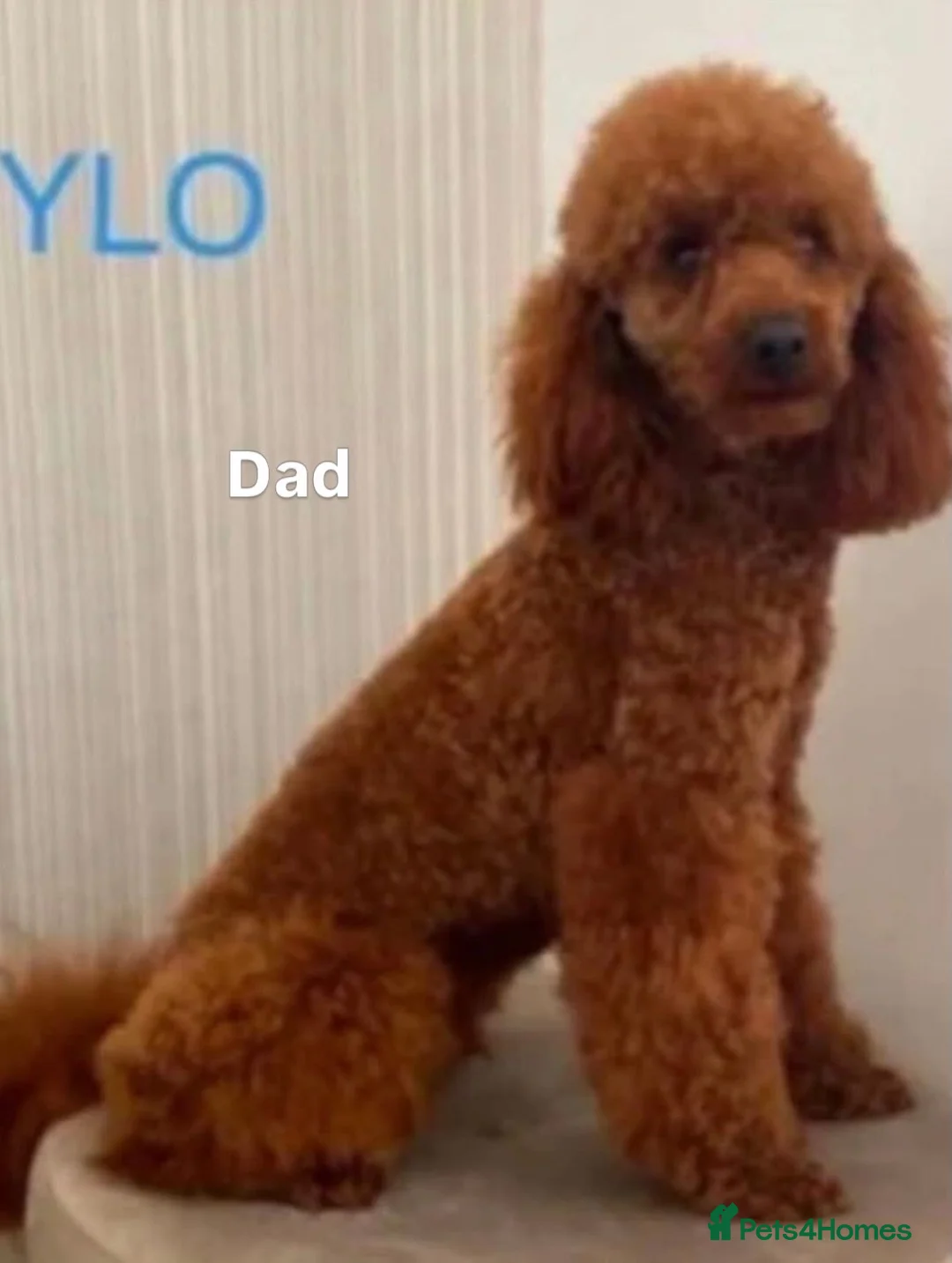 Cockapoo dogs for sale: Cockapoo puppies  in Liverpool - Advert 2