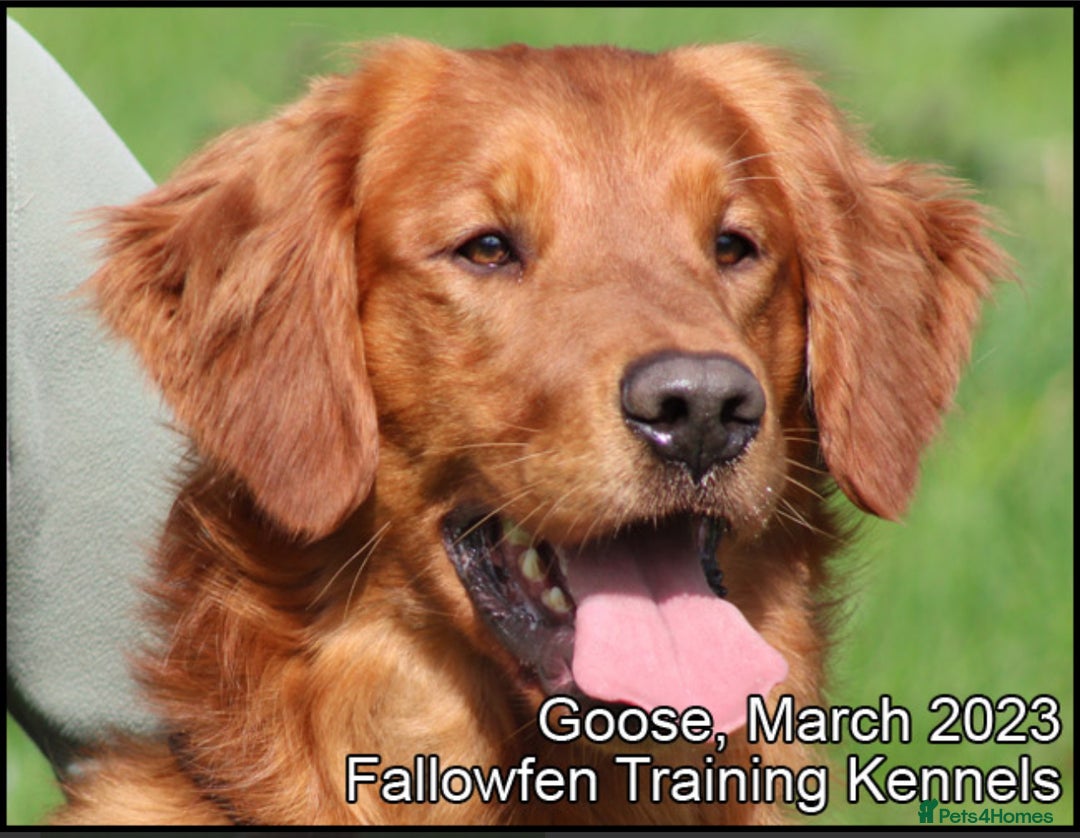 Golden Retriever dogs for sale: Golden Retriever Puppies Ready Now - Advert 6